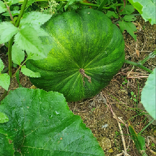 Lương Thị Kim Anh