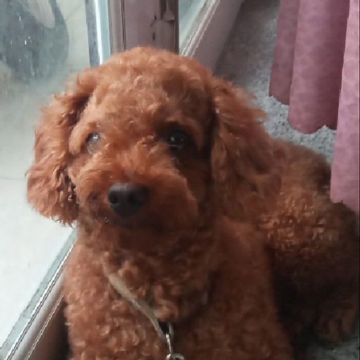 Trần Quốc Đạt