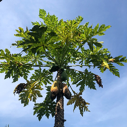 Nguyễn Thanh Toàn