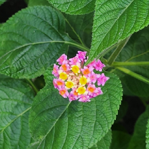 Phạm Cao Thanh Tuấn