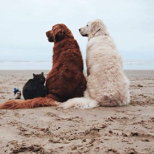 Lê Huỳnh Hoài Thương