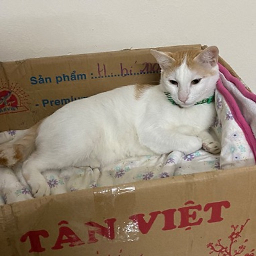 Nguyễn Trung Đức