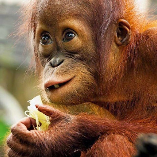 Đỗ Trang Khải Vương