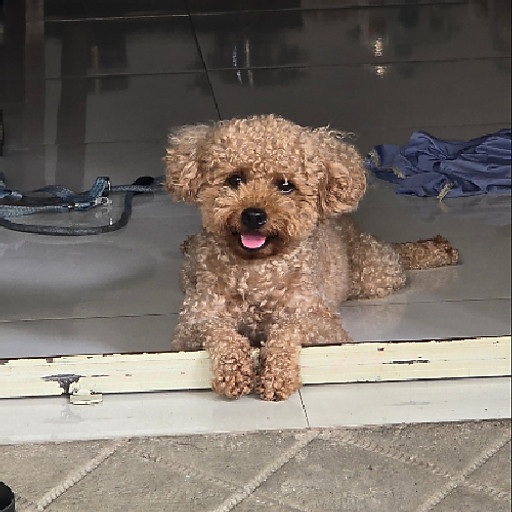 Nguyễn Lê Thảo Vy