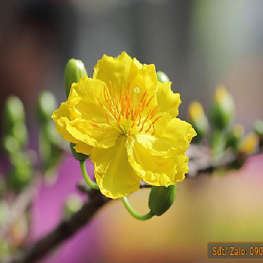 Phạm Lê Minh Châu