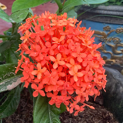 Nguyễn Mạnh Nhất