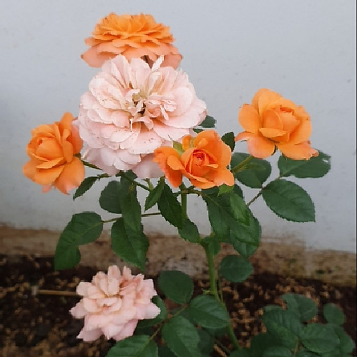 Trần Thị Bích Duyên