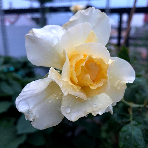 Lâm Triệu Minh Loan