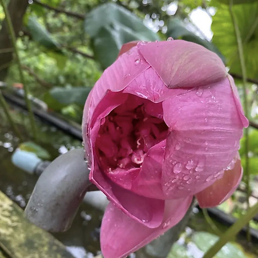 NGÔ THỊ KIM BÌNH