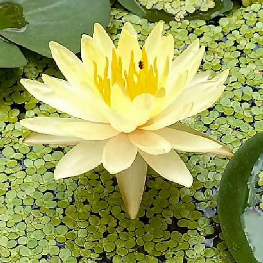 Nguyễn Thị Mai Thương