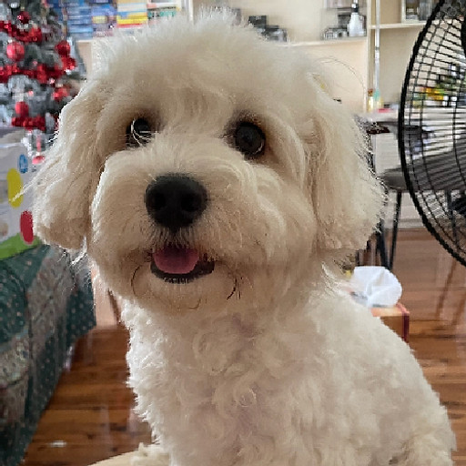 Nguyen Hoang Van Thy