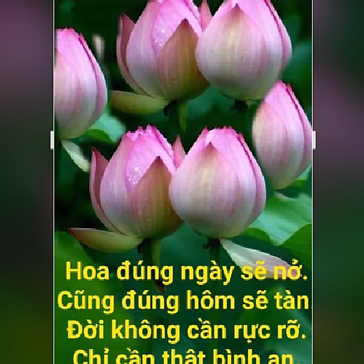 Lam Trương