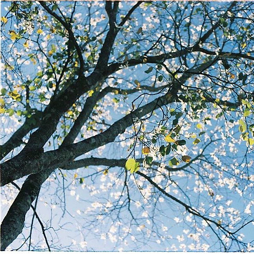 Nguyễn Huỳnh Thanh Nhi