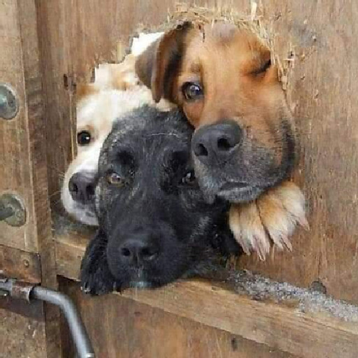 Đinh Việt Thắng