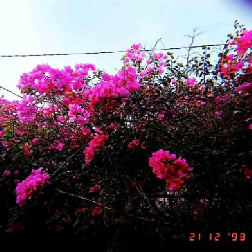 Trần Thị Thảo Nhi