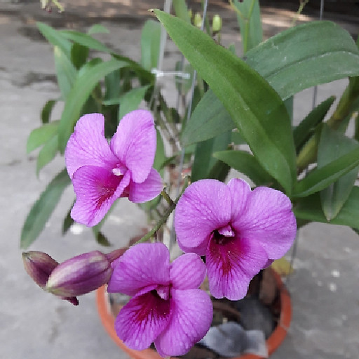 Công Thu