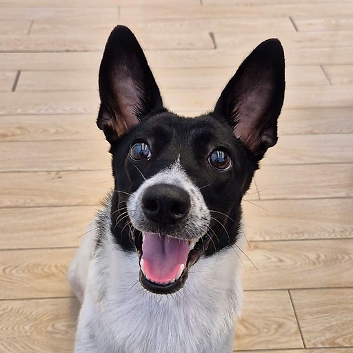 Lưu Trần Nguyên Khang