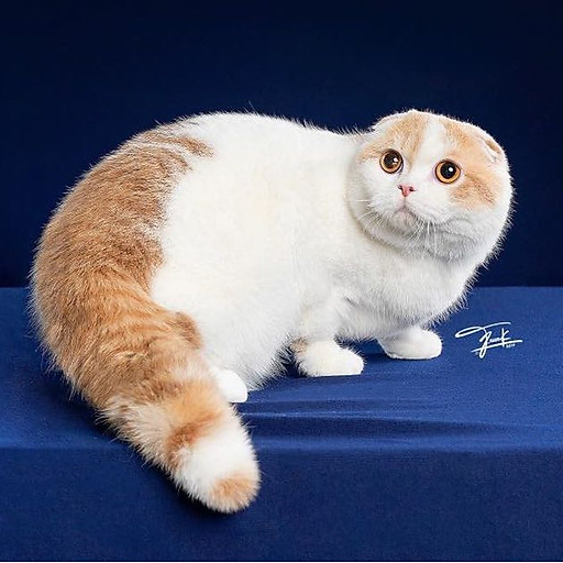 Ngô Thị Ngọc Ánh