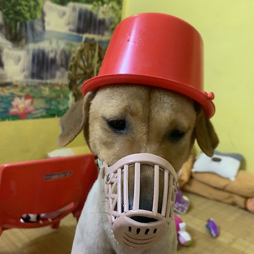 Phạm lương thái 