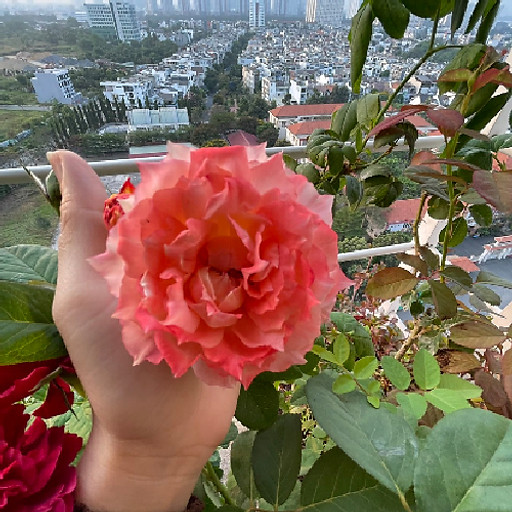 Huynh Thi Thanh Giang