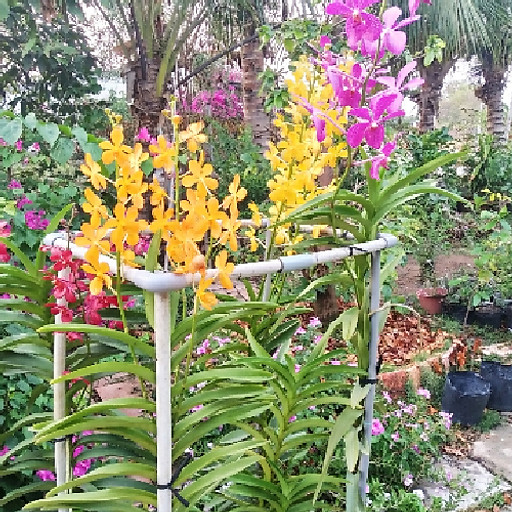 Truong Dang Hoang Long