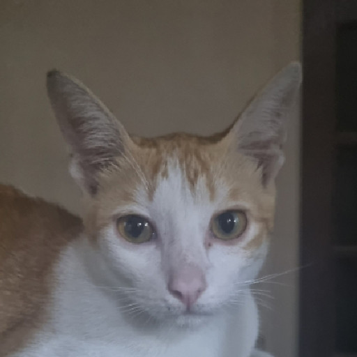 Trường Duy Nguyễn