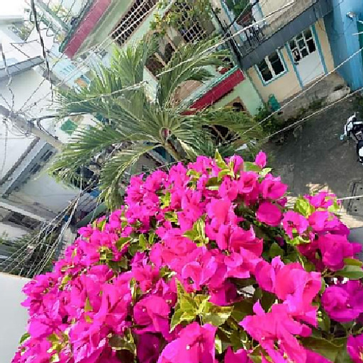 Tran Thị Xuân Trang