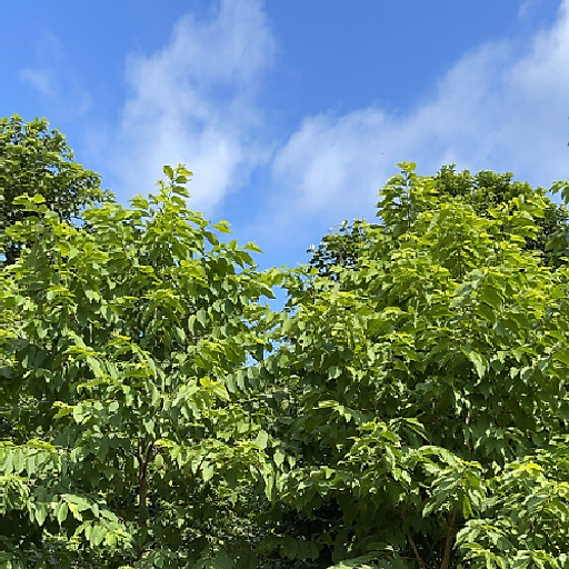 Phạm Thị Anh Đào