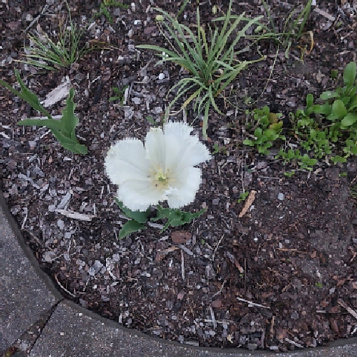 Nguyễn Đức Thịnh