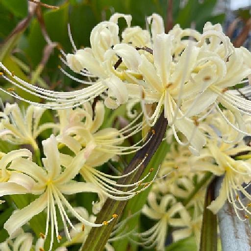 Nguyễn Thiên Hoàng Anh