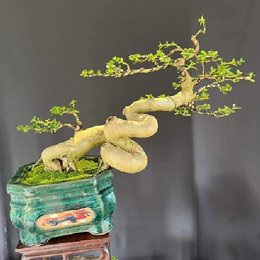 Bùi Thương