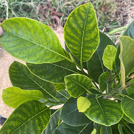 nguyễn quốc toàn