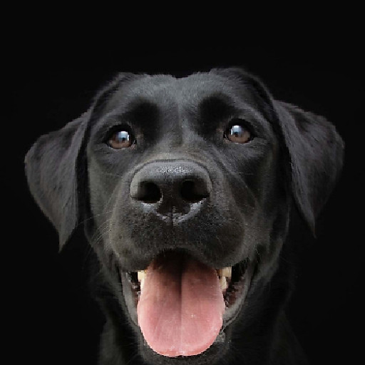 Minh Tuấn Hoàng Võ