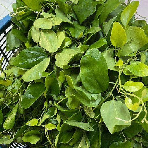 Nguyễn Thị Bạch Yến