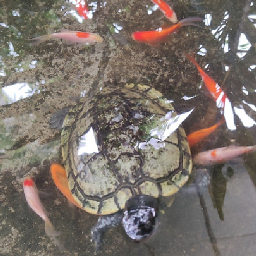 Nguyễn Tấn Dũng