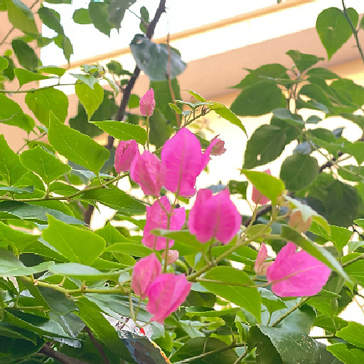 Nguyễn Quang Hướng