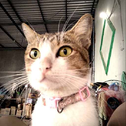 Nguyễn phạm thạnh khang