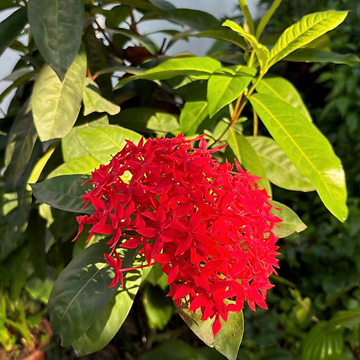 Phạm Thị Huyền Trang