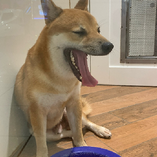 Shiba Shiba