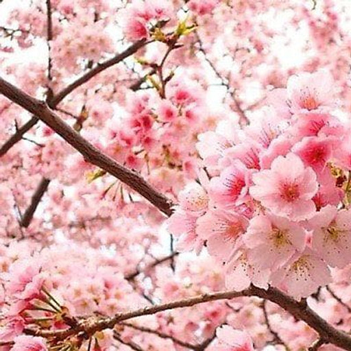 TRƯƠNG THỊ ANH ĐÀO