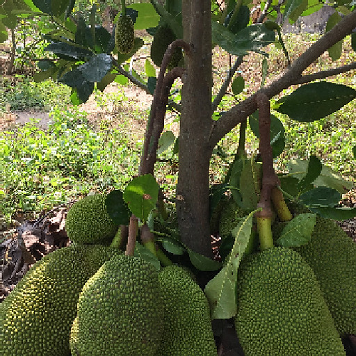 Phạm Quý Khoa