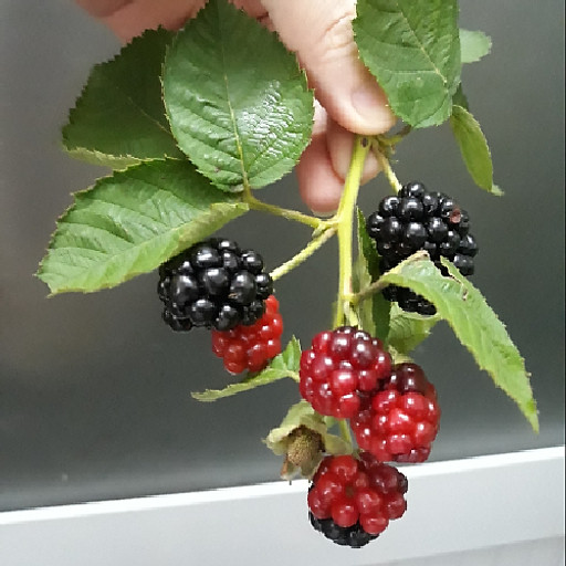 Đặng Thị Nguyệt Minh