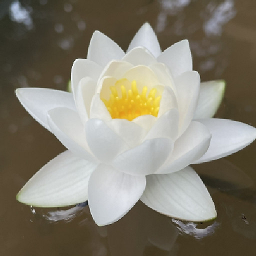 Nguyễn Trường Long