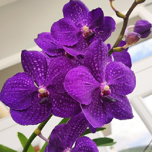 Trần Đức Nghĩa