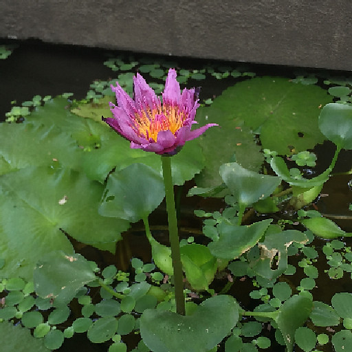 Vũ Nguyễn