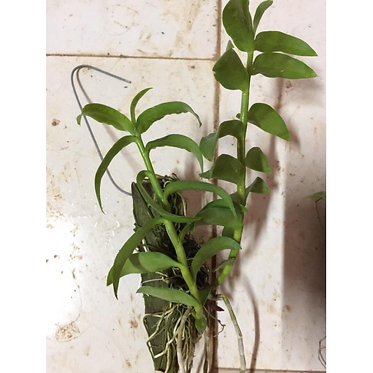 PHI ĐIỆP RỒNG LỬA - HOA CỰC ĐẸP CỰC THƠM - HÀNG GIEO HẠT