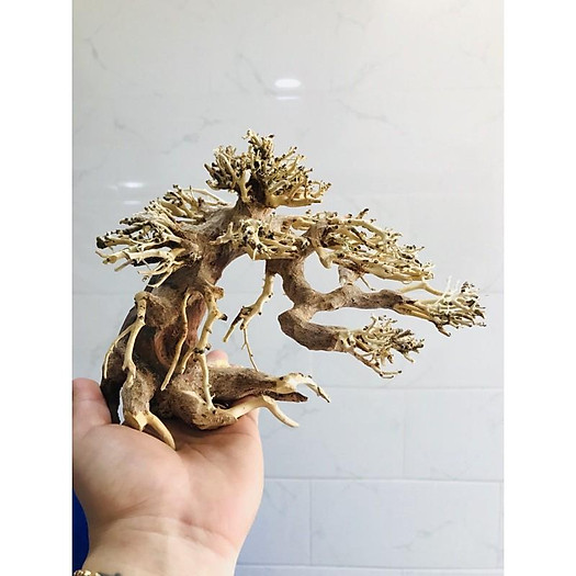 BONSAI LŨA GỖ CHO HỒ 40CM-60CM | THIẾT KẾ CÂY CỔ THỤ HỒ THUỶ SINH