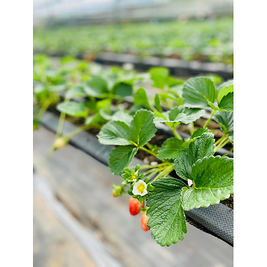 Dâu tây Đà Lạt giống Mỹ - 500gr