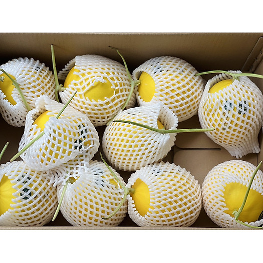 Dưa Lê Bạch Kim ( Úc ), trái giòn ngọt, thịt trắng sữa