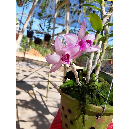 LAN PHI ĐIỆP NÙ 68